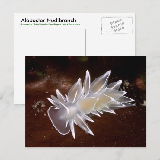 Alabaster NudiBranch - Postkarte (Vorne/Hinten)