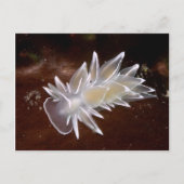 Alabaster NudiBranch - Postkarte (Vorderseite)
