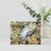 Alabaster NudiBranch - Postkarte (Stehend Vorderseite)