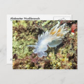 Alabaster NudiBranch - Postkarte (Vorne/Hinten)