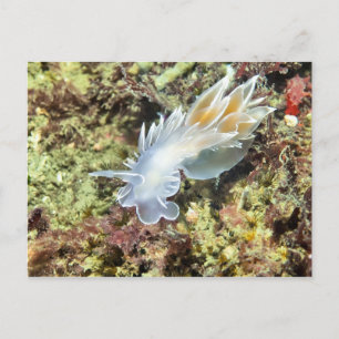 Alabaster NudiBranch - Postkarte