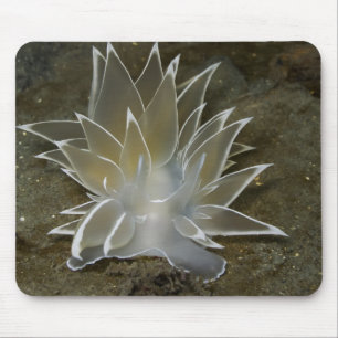 Alabaster Nudizweig (Dirona albolineata) Mousepad