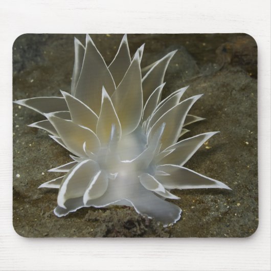 Alabaster Nudizweig (Dirona albolineata) Mousepad (Vorne)