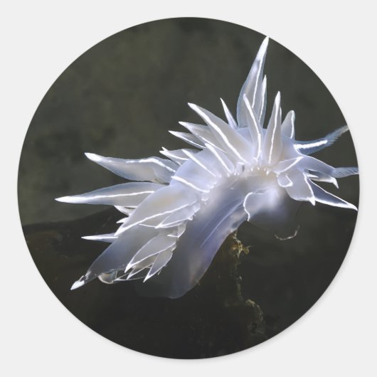 Alabaster Nudizweigsticker Runder Aufkleber (Vorderseite)