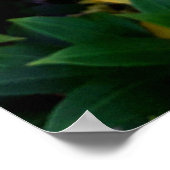 Alamanda Poster (Ecke)