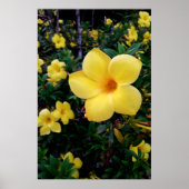 Alamanda Poster (Vorne)