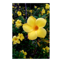 Alamanda