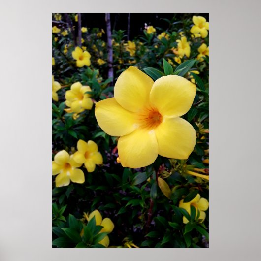 Alamanda Poster (Vorne)