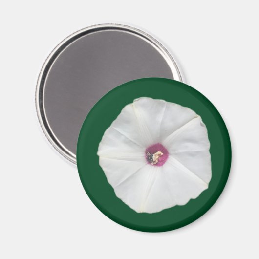 Alamo Vine Magnet (Vorderseite/Rückseite)