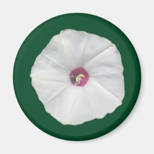 Alamo Vine Magnet (Vorne)