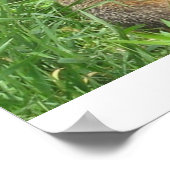 Alarmierte Groundhog Poster (Ecke)