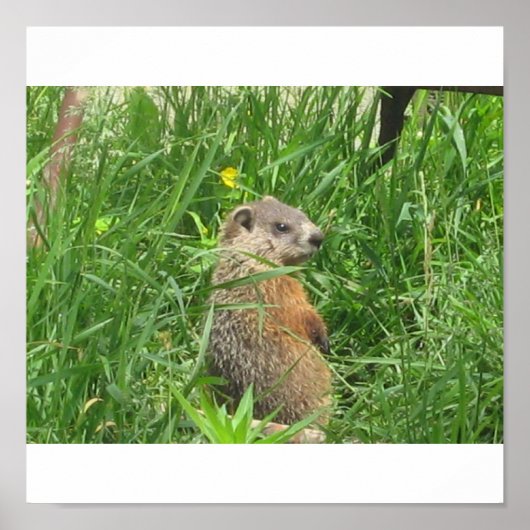 Alarmierte Groundhog Poster (Vorne)
