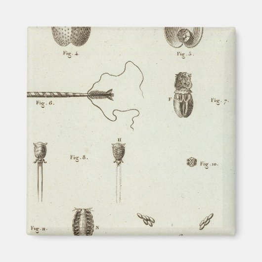 Alaska 3 magnet (Vorne)