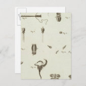 Alaska 3 postkarte (Vorne/Hinten)