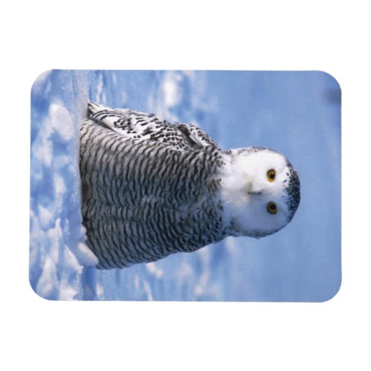 Alaska Arctic Winter Snowy Owl entwickelt Magnet (Horizontal)