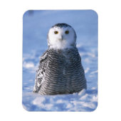 Alaska Arctic Winter Snowy Owl entwickelt Magnet (Vertikal)