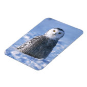 Alaska Arctic Winter Snowy Owl entwickelt Magnet (Linke Seite)