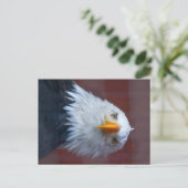 Alaska Bald Eagle, sehr ernst Postkarte (Stehend Vorderseite)