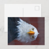 Alaska Bald Eagle, sehr ernst Postkarte (Vorne/Hinten)