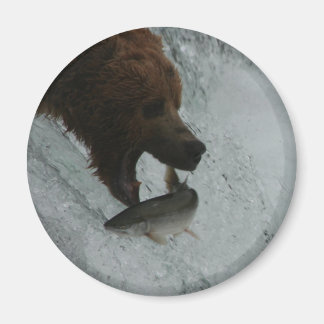 Alaska Bear fängt Lachs Magnet