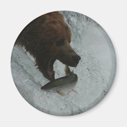 Alaska Bear fängt Lachs Magnet (Vorne)