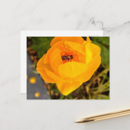 Alaska Beauties Postkarte