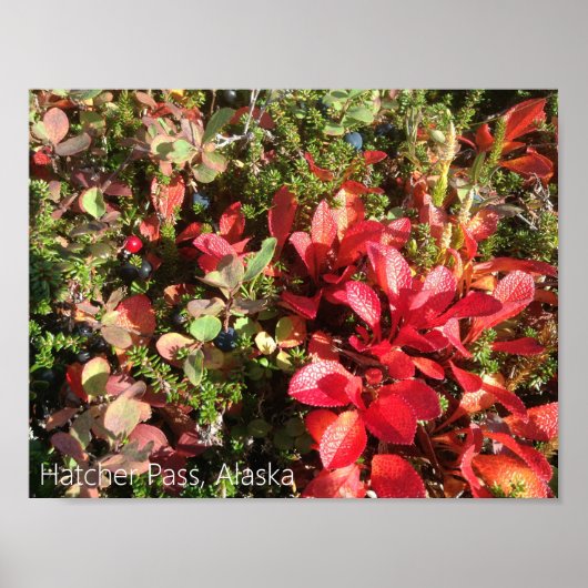 Alaska Berry Poster (Vorne)