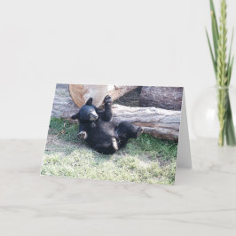 Alaska Black Bear Cub Grußkarte Karte