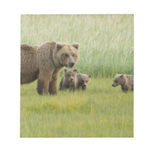 Alaska-Braunbär-Weibchen und drei Junge, Ursus Notizblock