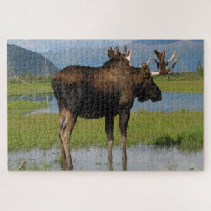 Alaska Bull Elche mit Rackantlern Landschaftlich i Puzzle
