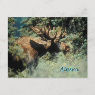 Alaska Bull Elche Postkarte