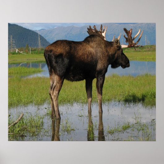 Alaska Bull Moose Antlers Foto entworfen Poster (Vorne)