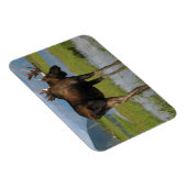 Alaska Bull Moose Antlers Marsh Foto entworfen Magnet (Rechte Seite)