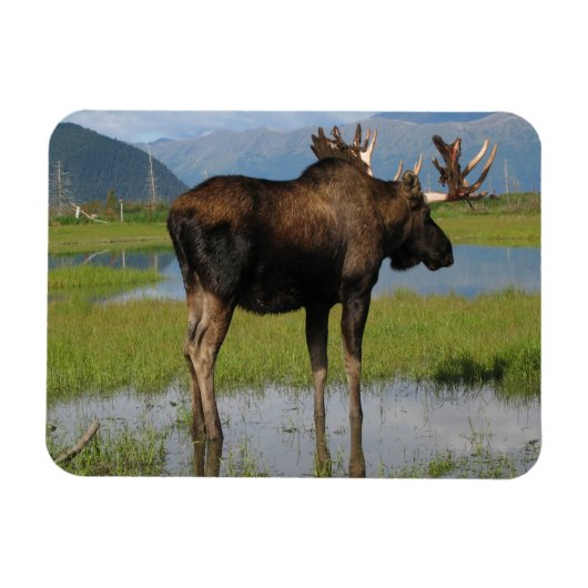 Alaska Bull Moose Antlers Marsh Foto entworfen Magnet (Horizontal)