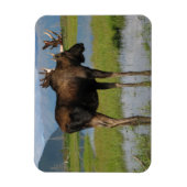 Alaska Bull Moose Antlers Marsh Foto entworfen Magnet (Vertikal)