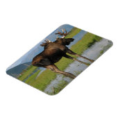 Alaska Bull Moose Antlers Marsh Foto entworfen Magnet (Linke Seite)