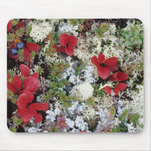 Alaska, Denali-Nationalpark, Arktische Tundra ist Mousepad
