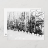 Alaska Dog Sledding Postkarte (Vorne/Hinten)