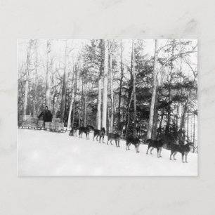 Alaska Dog Sledding Postkarte