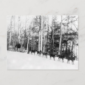 Alaska Dog Sledding Postkarte