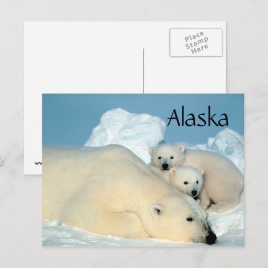 Alaska Eisbär mit Postkarte (Vorne/Hinten)
