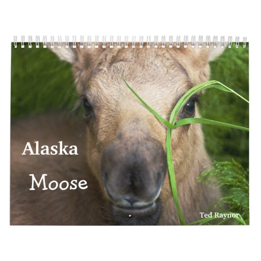 Alaska-Elche Kalender (Titelbild)