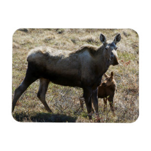 Alaska-Elchkuh mit Kalb Magnet