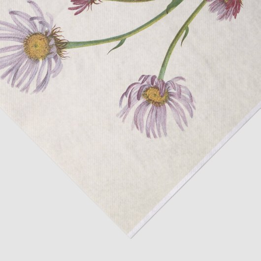 Alaska Fleabane von Mary Vaux Walcott Seidenpapier (Ausschnitt)