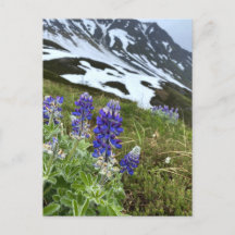 Alaska Glacier Wildblume Berg Postkarte