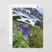 Alaska Glacier Wildblume Berg Postkarte (Vorne/Hinten)
