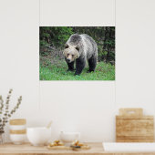 Alaska Grizzly Bar Wildlife Foto Poster (Küche)