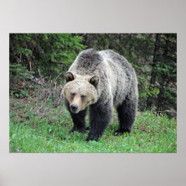Alaska Grizzly Bar Wildlife Foto Poster