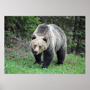Alaska Grizzly Bar Wildlife Foto Poster
