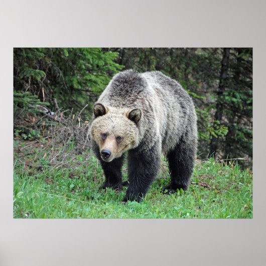 Alaska Grizzly Bar Wildlife Foto Poster (Vorne)
